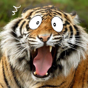 Meet your Posher, Dong